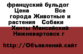 француский бульдог › Цена ­ 40 000 - Все города Животные и растения » Собаки   . Ханты-Мансийский,Нижневартовск г.